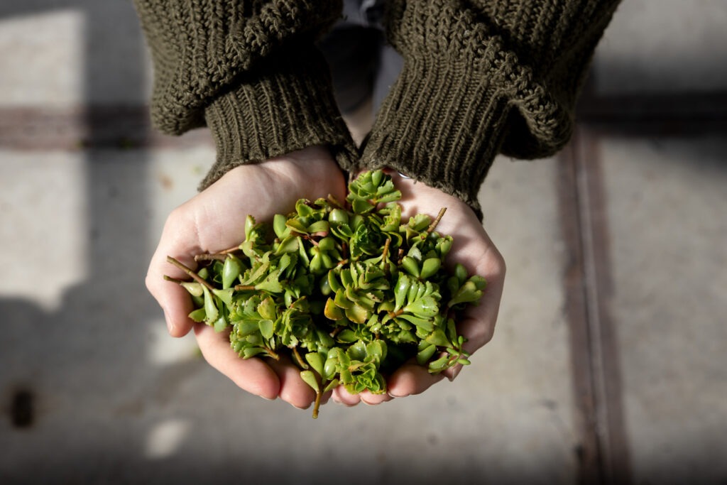 Green Roof Shop afbeelding van persoon met groen in de handen