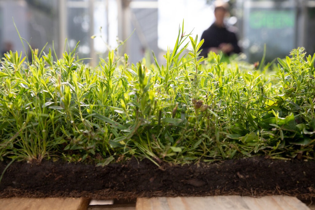 GreenRoofShop afbeelding van gras